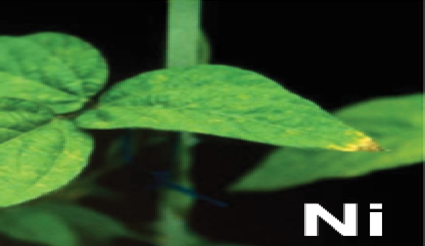  Deficiencia de Ni en hojas de leguminosas 