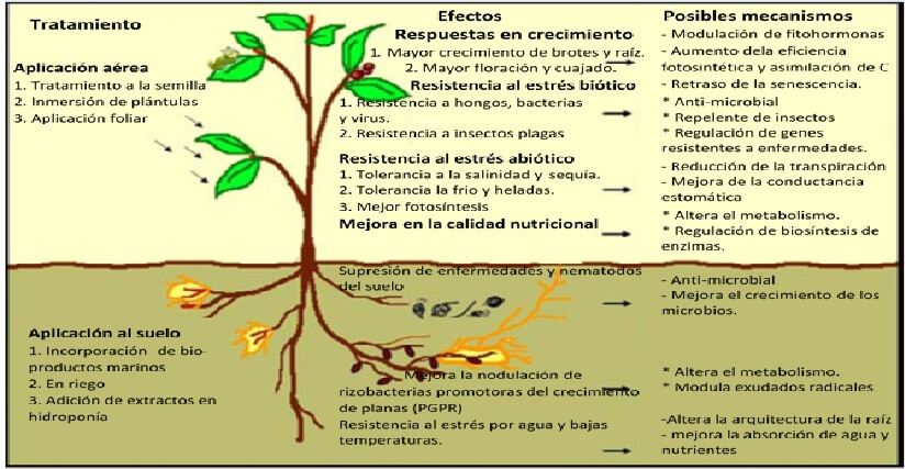  aplicacion 