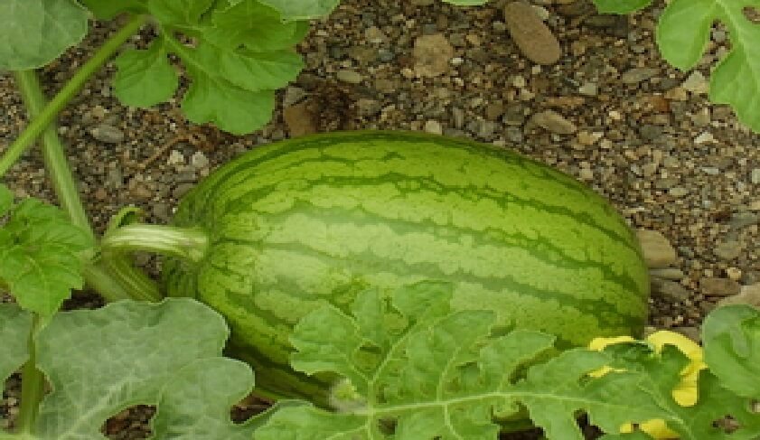  Sandia 