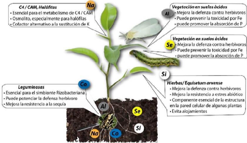  Elementos beneficos 