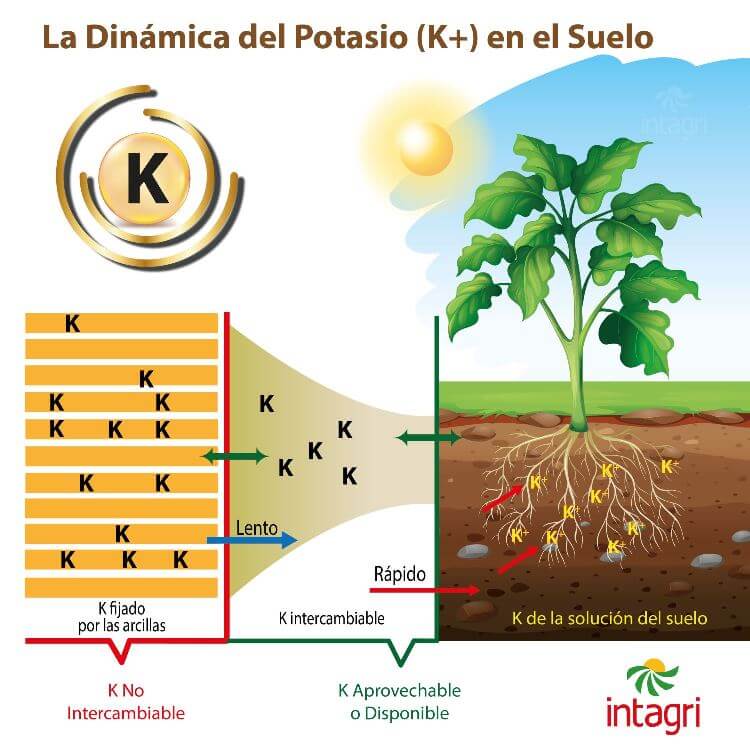  dinámica del K 