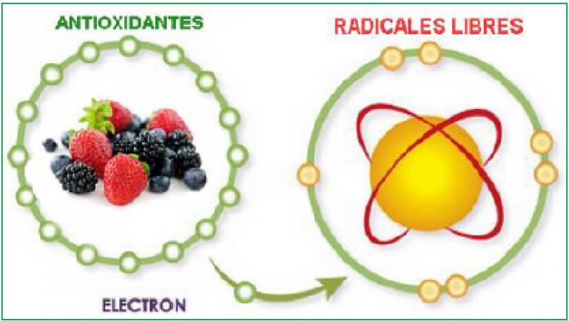  Antioxidantes 