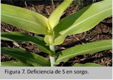 deficiencia de azufre en sorgo