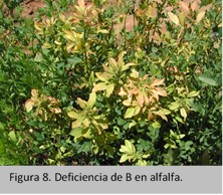 deficiencia en boro en alfalfa