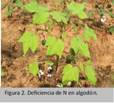 deficiencia de nitrogeno en algodon