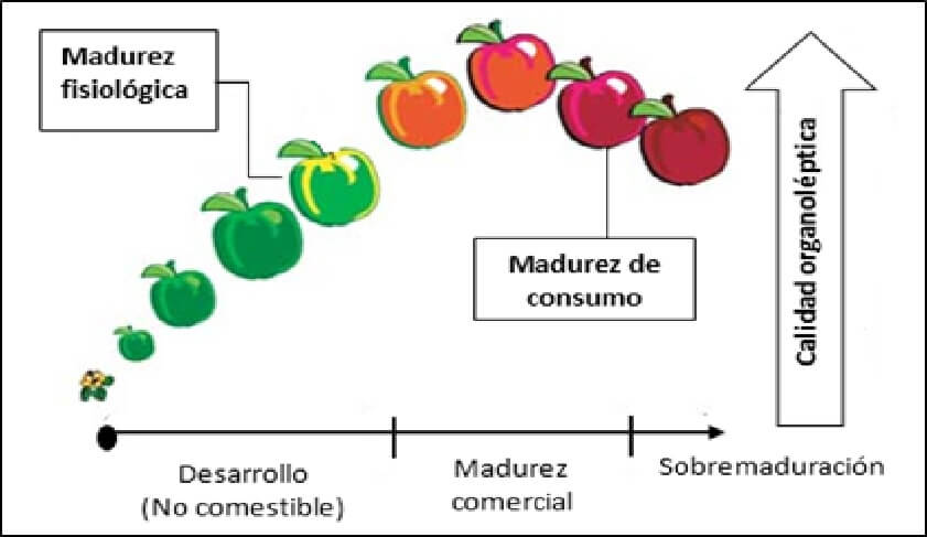 Resultado de imagen para maduracion fisiologica hortalizas