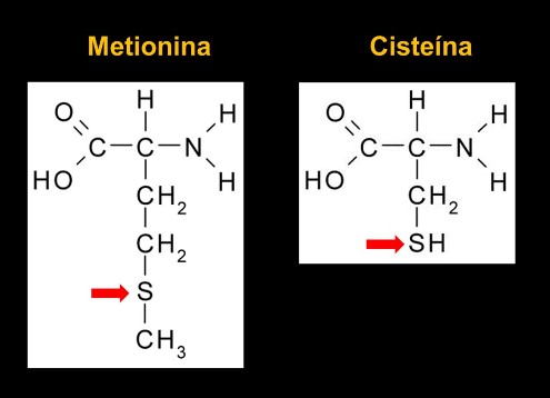  aminoacidos como la metionina 