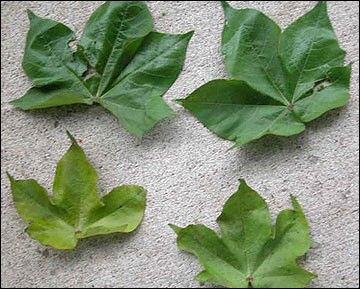  deficiencia de azufre en hojas 