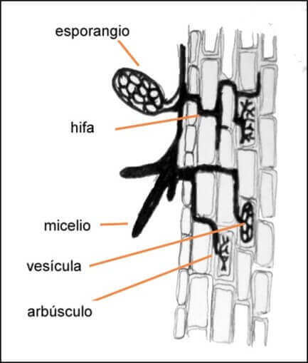 Esquema de una micorriza