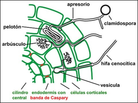 micorriza arbuscular