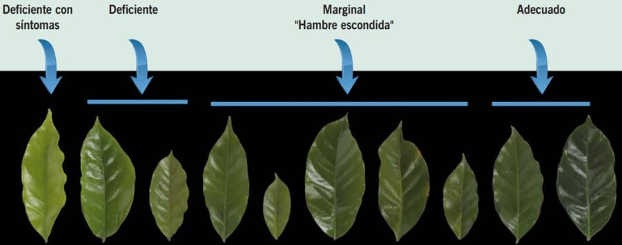 Niveles de nitrógeno en las hojas de café 
