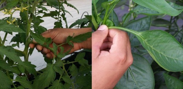 Hoja más reciente madura