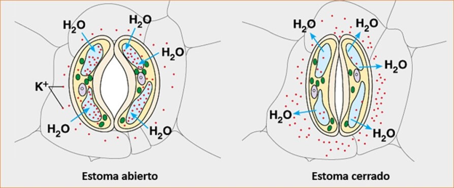 Potasio y estomas