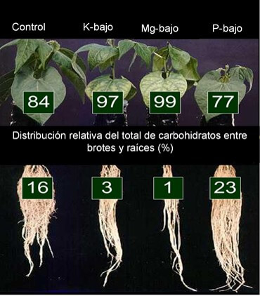 Crecimiento de raíces ante la baja concentración de magnesio, potasio y fósforo