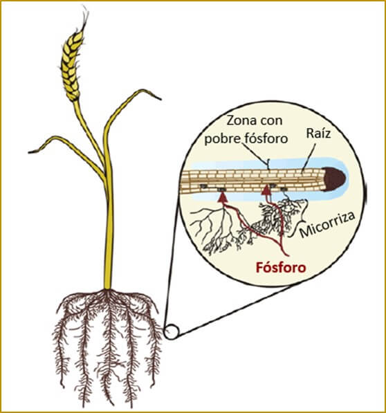 Solubilización del fósforo