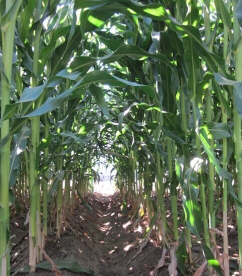 Densidad De Siembra En El Cultivo De Maiz Intagri S C