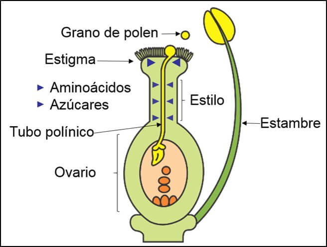 Crecimiento del tubo polínico.