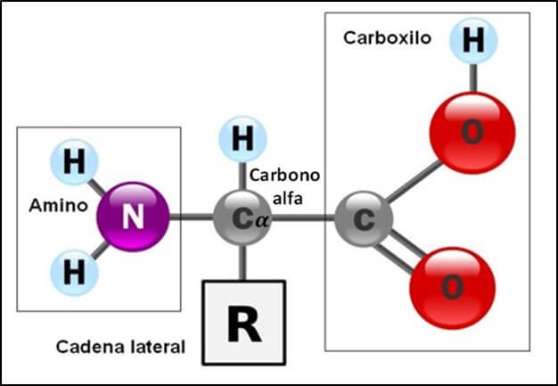 Estructura química de un aminoácido.