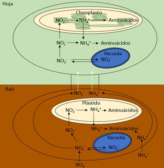 Esquema sobre la asimilación de nitrógeno.