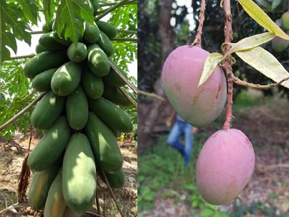 Mango y papaya, bioestimulación