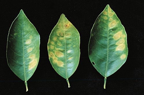 Hojas de cítricos con síntomas de deficiencia de molibdeno