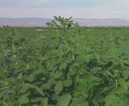 Cultivo de alfalfa