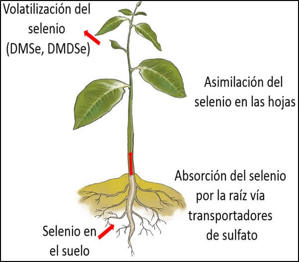 Absorción y asimilación del selenio en las plantas.