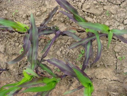 Síntomas visuales de la deficiencia de fósforo en maíz.