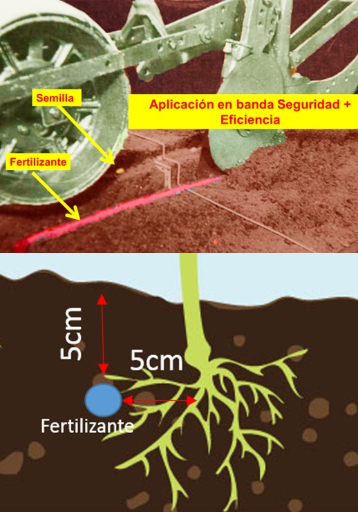 Lugar y forma de aplicación de fósforo en los cultivos.