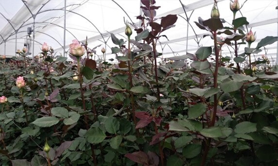 cultivo de rosa bajo invernadero
