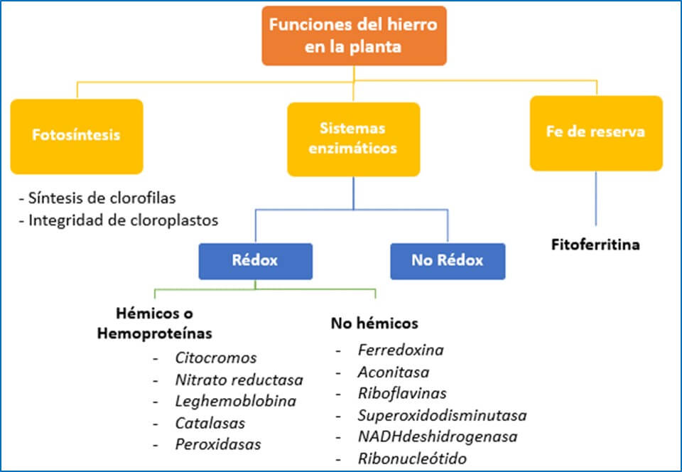 Hierro Nutrición vegetal