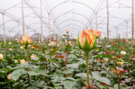 Cultivo de rosa bajo invernadero