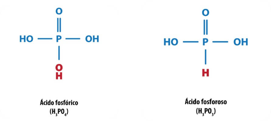 Estructura de ácido fosfórico y ácido fosforoso.