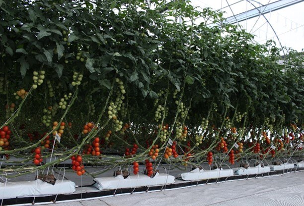 Cultivo de tomate bajo invernadero.
