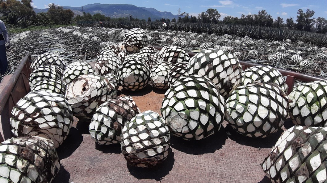 “Corazón o piña” del agave 