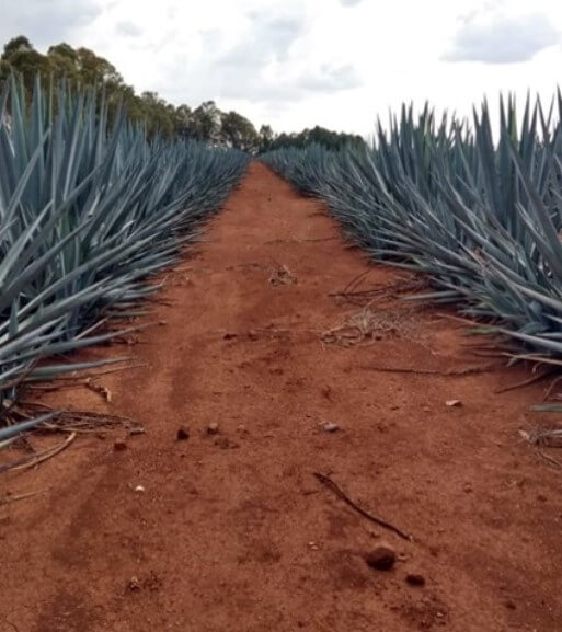 Suelos óptimos para el cultivo de Agave azul