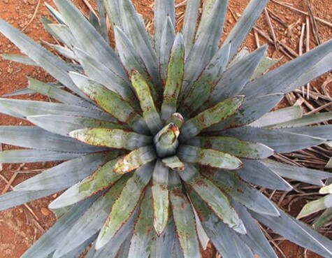 Anillo rojo en agave 