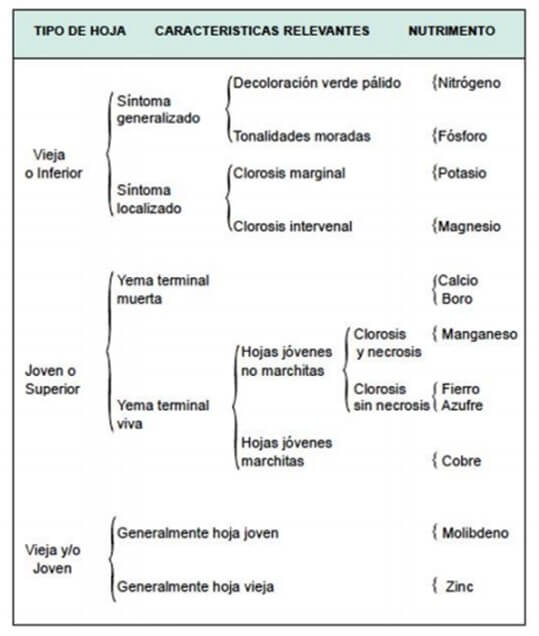 Deficiencias nutricionales en agave 