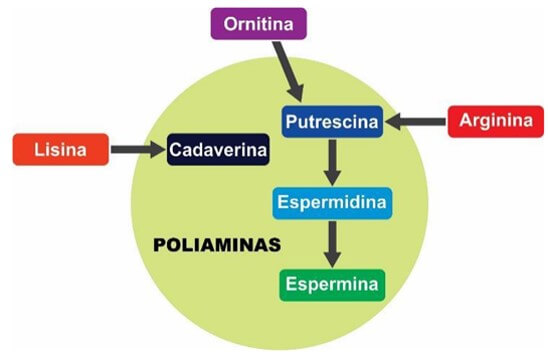 Esquema de la biosíntesis de poliaminas