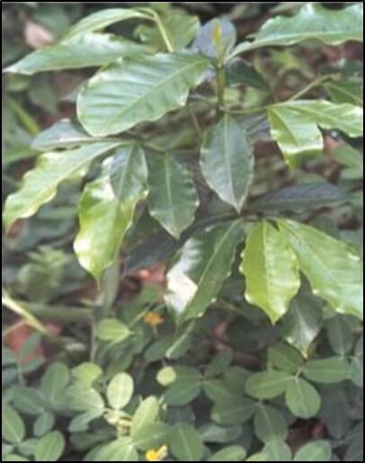 Coberturas en el cultivo de café