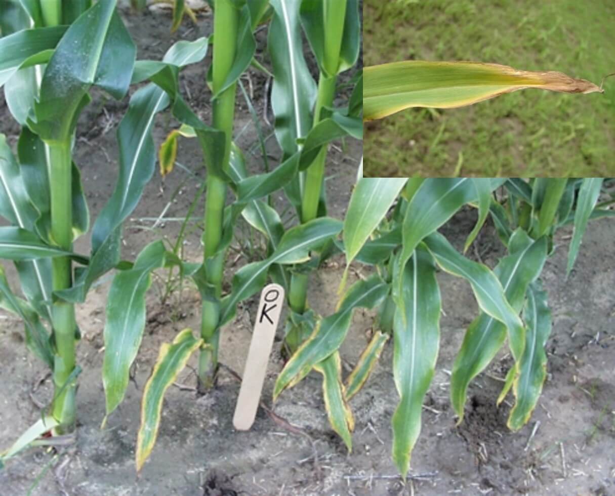 Síntomas de deficiencia de potasio en hojas de maíz. 