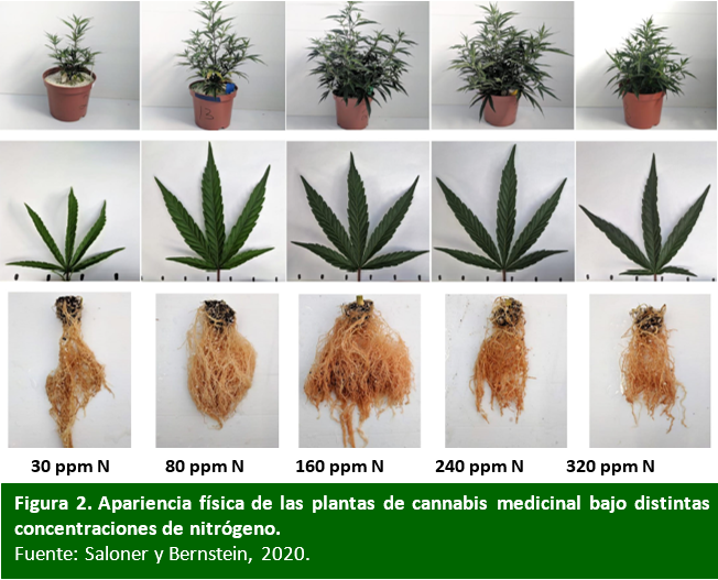 Respuesta del cannabis a diferentes dosis de nitrógeno