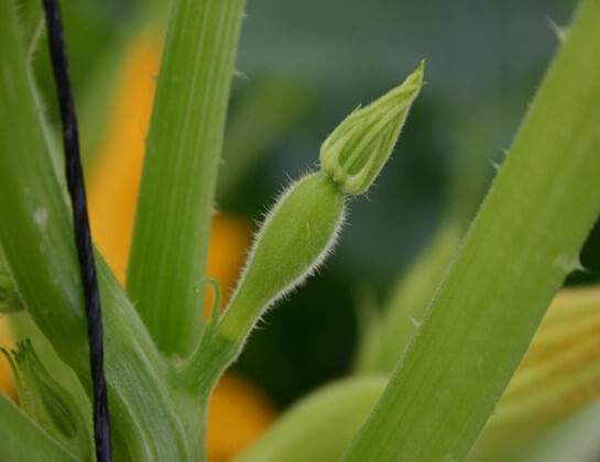 Micronutrientes en la floración y fructificación.