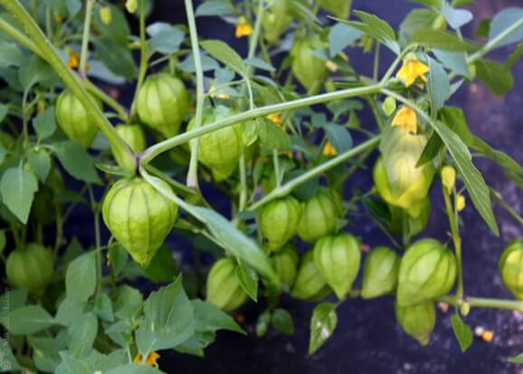 Planta de tomate de cáscara en producción