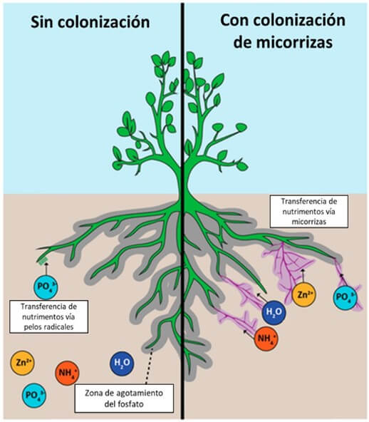 Efecto de las micorrizas en la absorción de nutrimentos