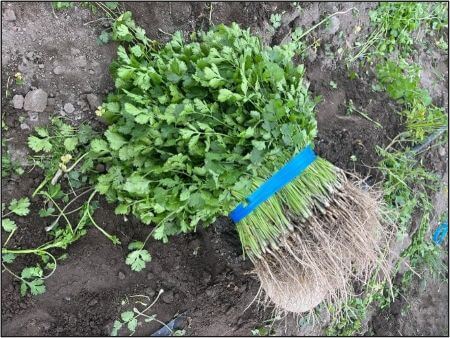 Cosecha de cilantro