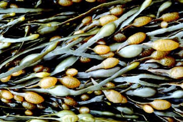 Algas marinas de Ascophyllum