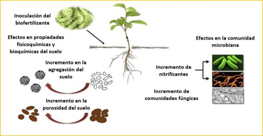 Inoculación del biofertilizante