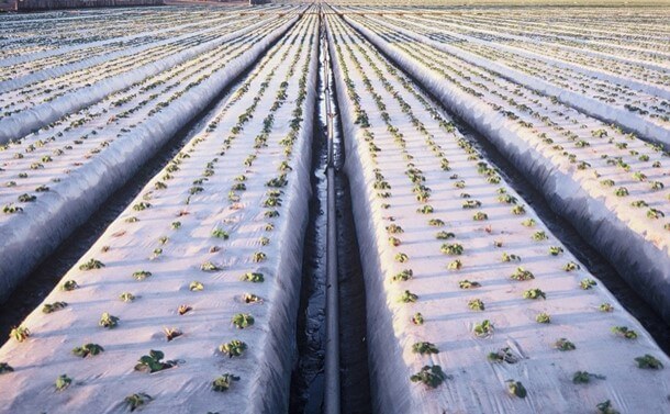 Acolchado plástico en el cultivo de fresa