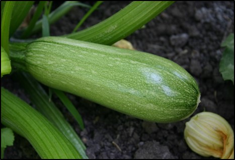 Agricultura orgánica